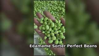 Selezionatore di colori Edamame di tipo cingolato da 180: capacità elevata e bassa rottura.